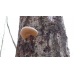 Мицелий Вешенки одиночной / Вешенка покрытая (Pleurotus calyptratus) Мицелий Вешенки одиночной / Вешенка покрытая (Pleurotus calyptratus)